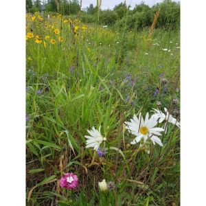 Wild flower meadow